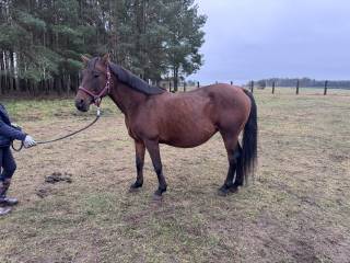 Klacz do towarzystwa i oprowadzanek- hipoterapii 18 lat