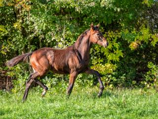 Klaczka top talent do ujeżdżenia 6 miesięcy.