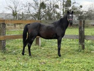 Śliczny cukierkowy kary ogier do pilnej sprzedaży