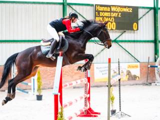 9letnia klacz do sportu