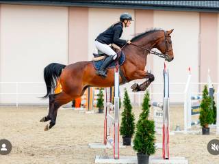 8letni wałach do sportu