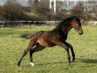Pilna sprzedaż ogierek po mistrzu Niemiec