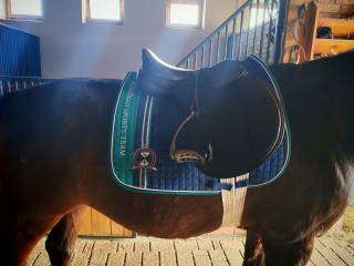 Siodło wszechstronne Cavaletti 17/wymienne łęki