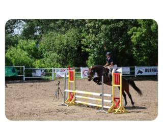 Doświadczona klacz do ambitnej rekreacji i malego sportu