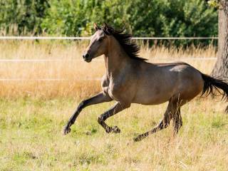 2,5 letni ogier holsztyński