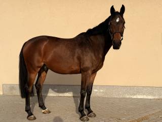 7-letni wałach na sprzedaż