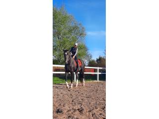 Piękna duża  klacz śląska w nowym typie