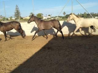 Ogierek PRE - kary z genem PRL