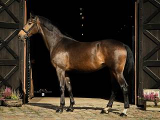 Zettina przyszłościowa klacz ujeżdżeniowa