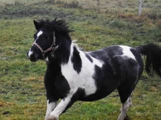 Sprzedam 1,5 roczną klacz