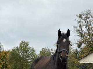 Sprzedam klacz z 2017 roku