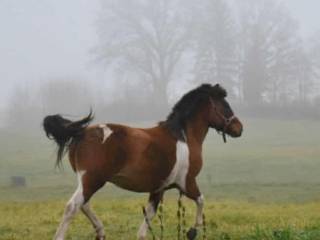Sprzedam 1,5 rocznego wałacha