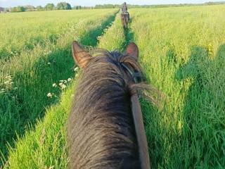 współdzierżawa koni