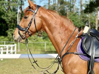 Współdzierżawa najcudowniejszej kobyłki