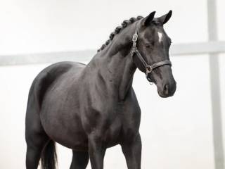 Perełka do ujeżdżenia KWPN!!! Córka Kjento - Mistrza Świata