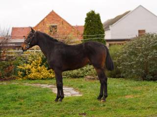 Ogier 2,5 letnie po Alan