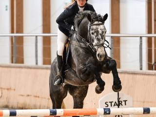 Świetny wałach po Levisto Z grzeczny i przyjemny do jazdy