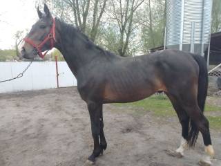 Sprzedam wałacha Leo lub zamienie