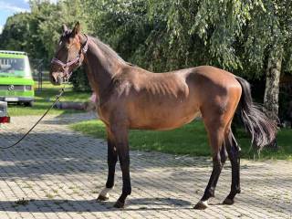 Piękna klacz po mistrzu Polski