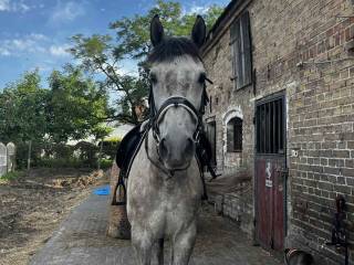 Wałach małopolski ,2017