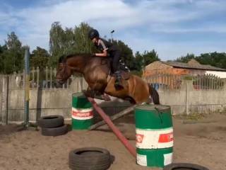 Wałach huculski , 2018