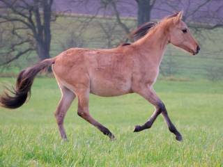 Ogierek po Herald III
