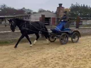 Klacz śląska zaprzęg/hodowla