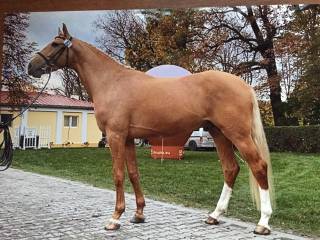 Oferta stanówki ogierem izabelowatym rasy wielkopolskiej