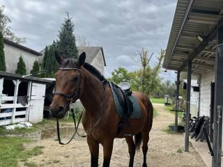 Sprzedam wałacha 8 lat