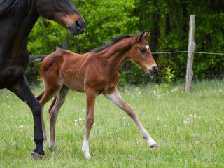 Połbrat Mistrza Polski Młodych Koni w WKKW