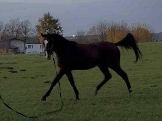 Sprzedam urodziwego, przemiłego za moment 4-latka