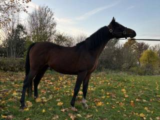 Ogier arabski szuka swojego człowieka