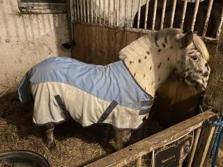 Derka szetland 95 cm