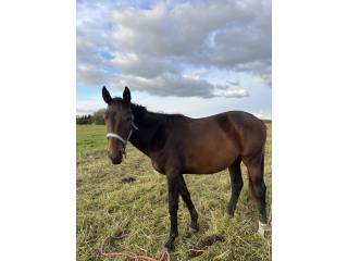 Grzeczna klacz sp, 1,5 roku