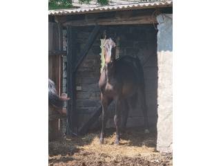 ogier, źrebak, po Duc 123 Z