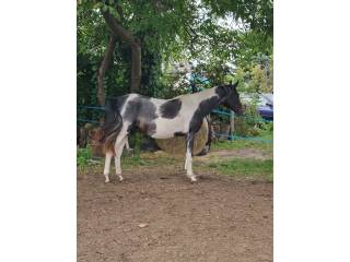 Srokaty  ogier po Dolarze