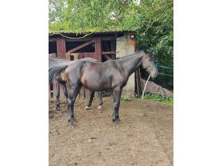 ogier po Kandy Progress