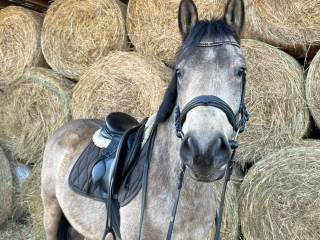 Wałaszek aqh/hucuł - konik idealny!