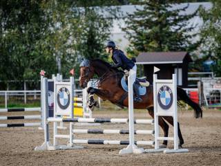 Piękny gniady wałach