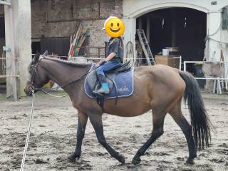 Klacz, kuc 143 cm bardzo spokojna, zamienie