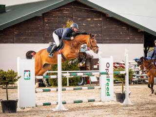 10-letni wałach do sportu!