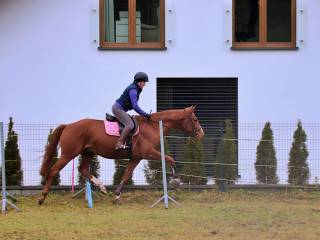 4-letni (POZG) ładny i mega przyjazny ogier