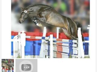 Stanówka Old.Courtier/ Conthargos