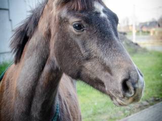 Gechallana Rosellent NOWA CENA