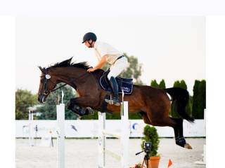 Koń klacz do wprowadzenia w sport