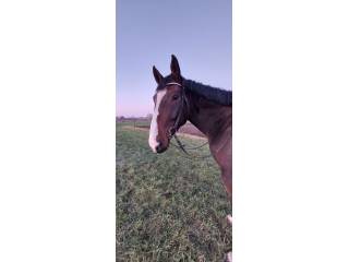 Wałach 3,5 roku po Dark'Ann