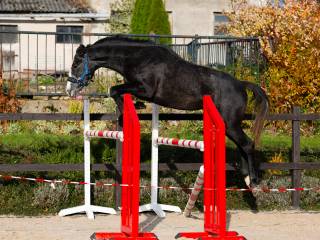 Młody grzeczny wałach