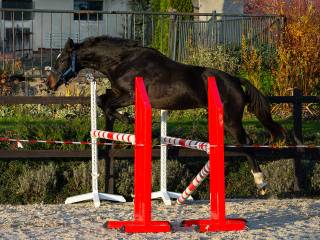 Spokojny wszechstronny młodziak
