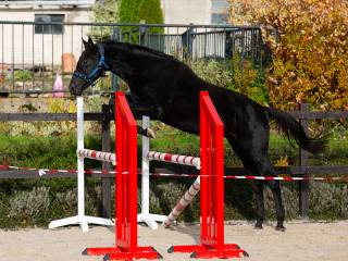 Przyszłościowy kary ogierek