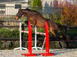 Przyszłościowa klacz